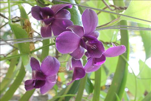 hẹn hò - Vợ Chồng Cần Thơ-Les -Tuổi:29 - Độc thân-Cần Thơ-Tìm bạn tâm sự