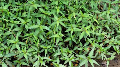 hẹn hò - Hoàng -Nam -Tuổi:51 - Đã có gia đình-TP Hồ Chí Minh-Tìm bạn tâm sự