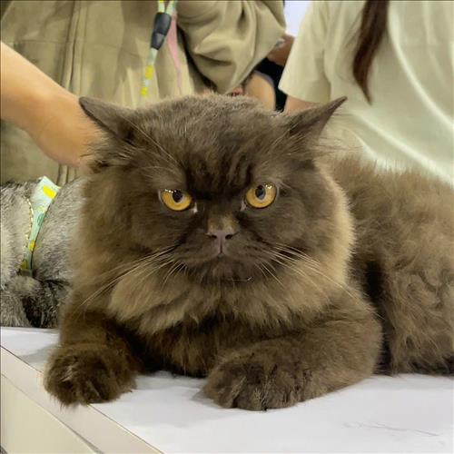 hẹn hò - Trung-Nam -Tuổi:38 - Ly dị-TP Hồ Chí Minh-Tìm bạn bè mới