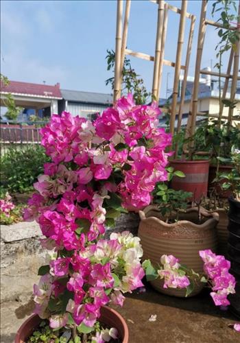 hẹn hò - Phong Trần-Nam -Tuổi:38 - Độc thân-Long An-Tìm bạn tâm sự
