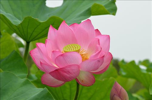 Lotus