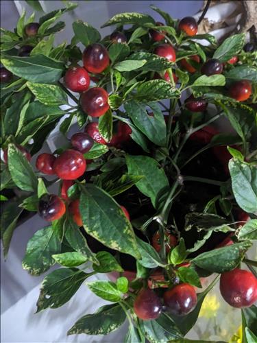 hẹn hò - NVNT-Nam -Tuổi:35 - Độc thân-TP Hồ Chí Minh-Người yêu lâu dài