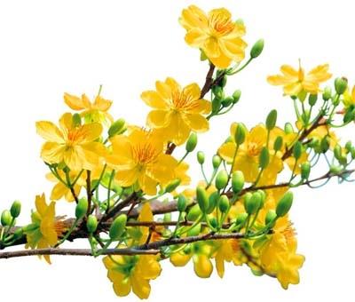 hẹn hò - Lam-Nam -Tuổi:45 - Độc thân-TP Hồ Chí Minh-Người yêu lâu dài