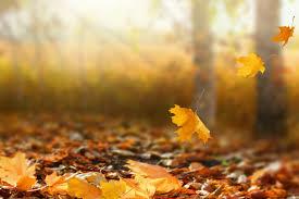 hẹn hò - Autumn Leaves-Nam -Tuổi:36 - Đã có gia đình-TP Hồ Chí Minh-Tìm bạn bè mới