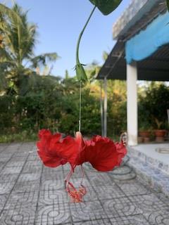 hẹn hò - Hạnh-Les -Tuổi:39 - Ly dị-TP Hồ Chí Minh-Người yêu lâu dài