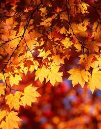 Autumn Leaves