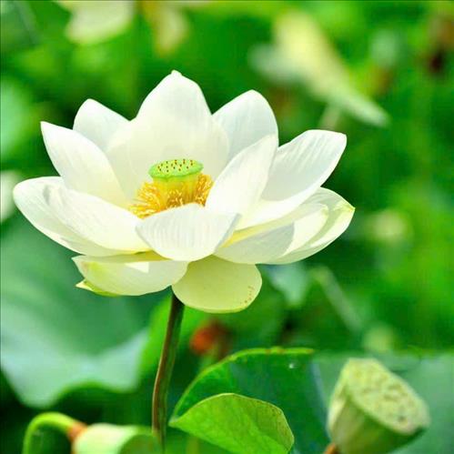 hẹn hò - Người Sài Gòn-Nam -Tuổi:48 - Độc thân-TP Hồ Chí Minh-Người yêu lâu dài