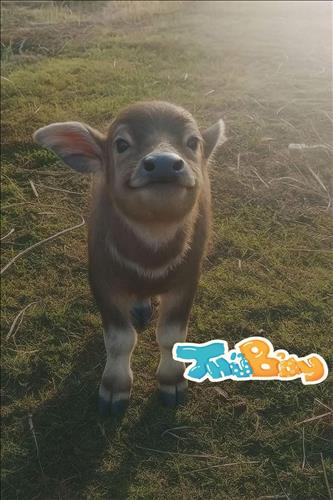 hẹn hò - Tùng Nguyên-Male -Age:30 - Single-TP Hồ Chí Minh-Lover - Best dating website, dating with vietnamese person, finding girlfriend, boyfriend.