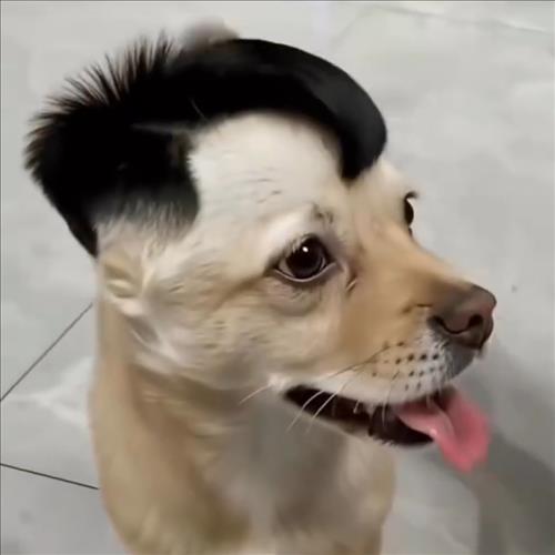 hẹn hò - Chóbaby-Nam -Tuổi:18 - Độc thân-TP Hồ Chí Minh-Người yêu lâu dài