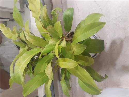 hẹn hò - Meo-o-Nam -Tuổi:33 - Độc thân-TP Hồ Chí Minh-Người yêu lâu dài