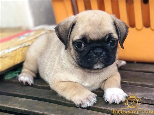 hẹn hò - Leoteo-Nam -Tuổi:24 - Độc thân-Bình Dương-Người yêu lâu dài