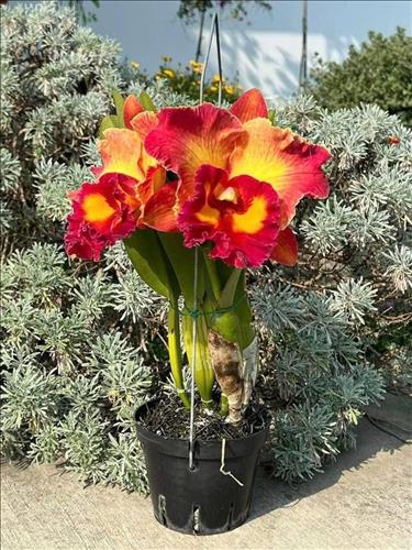 hẹn hò - Find a girl nice, beautifuly live hcmc-Nam -Tuổi:42 - Độc thân-TP Hồ Chí Minh-Tìm bạn tâm sự