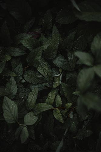 Anhkodoiqua_8x