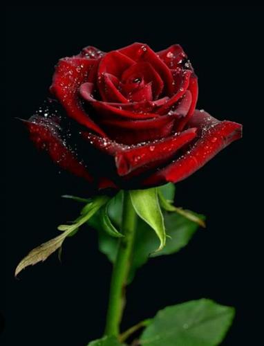 Rose❤