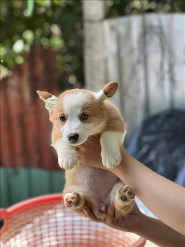 Hải vương