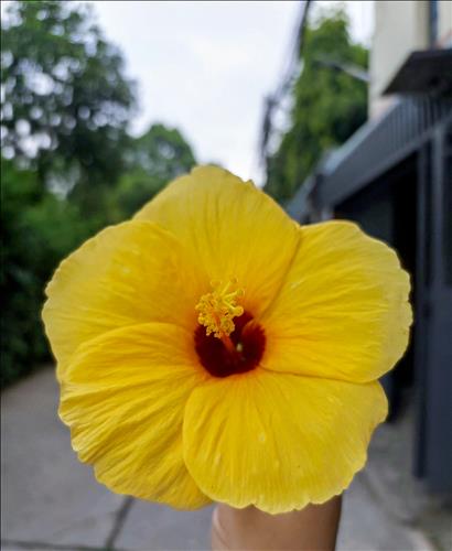 Gió nghịch mùa