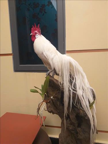 Nhật Nam 90