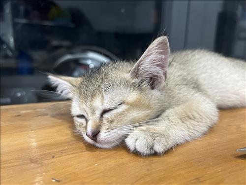 Bảo