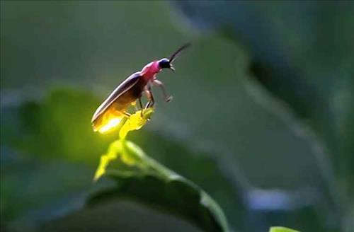hẹn hò - vết thương trong tim-Nam -Tuổi:36 - Độc thân-Vĩnh Long-Người yêu lâu dài