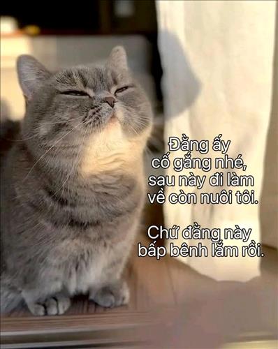 Mèo Lười