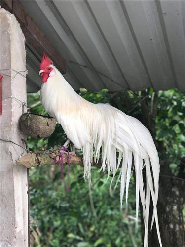 Thích quen lớn tuổi 