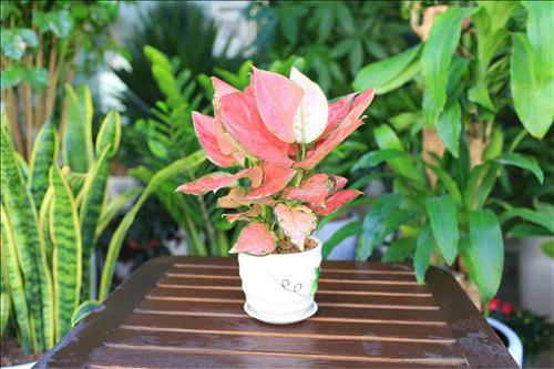 Đại lý đồ lót