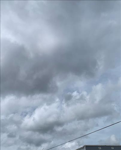 Mèo ướt