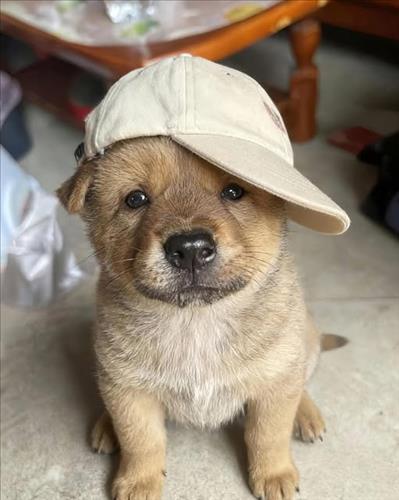 hẹn hò - Van Phuc Nam-Nam -Tuổi:36 - Độc thân-TP Hồ Chí Minh-Người yêu lâu dài