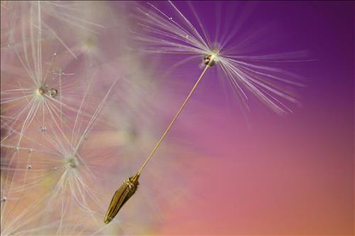 hẹn hò - Cao Xuân Mẫn-Male -Age:40 - Single-Lâm Đồng-Lover - Best dating website, dating with vietnamese person, finding girlfriend, boyfriend.