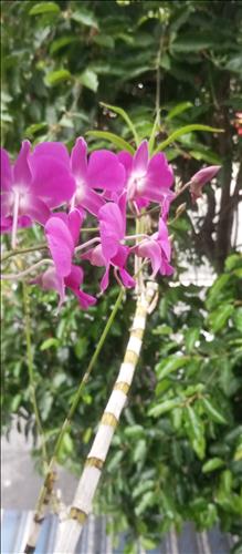 hẹn hò - Đoàn Dự-Nam -Tuổi:42 - Độc thân-TP Hồ Chí Minh-Người yêu ngắn hạn