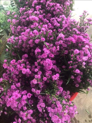 hẹn hò - Tìm Gái Dâm Nha Trang -Nam -Tuổi:35 - Độc thân-Khánh Hòa-Người yêu lâu dài