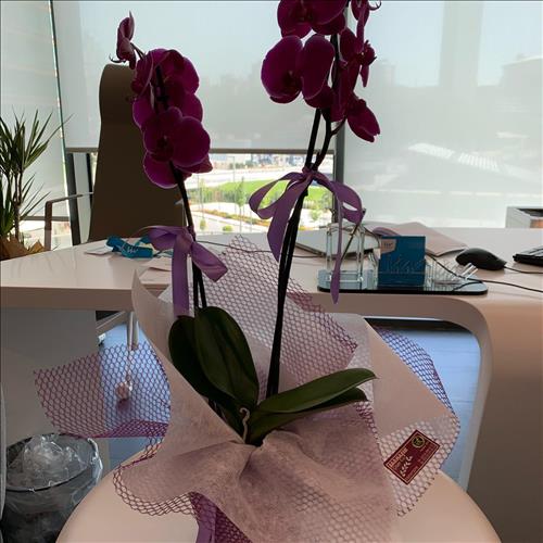 hẹn hò - Dr. Daniel Stokeberr-Nam -Tuổi:50 - Độc thân-TP Hồ Chí Minh-Người yêu lâu dài