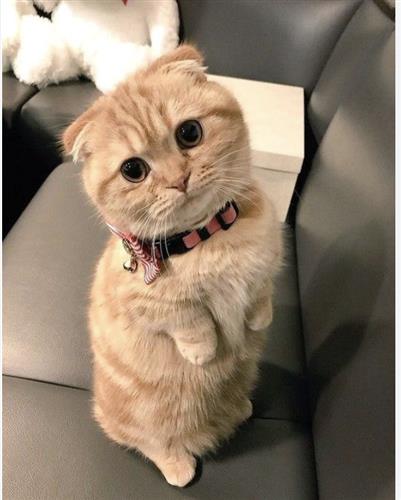 hẹn hò - Hoang -Nam -Tuổi:62 - Độc thân-TP Hồ Chí Minh-Người yêu lâu dài