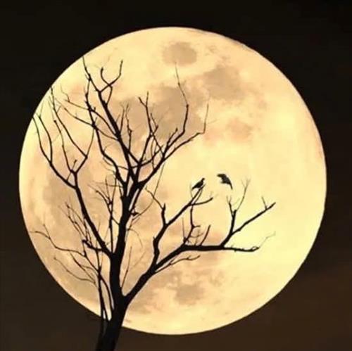 hẹn hò - Khả Ái-Les -Tuổi:38 - Độc thân-Đăk Lăk-Người yêu lâu dài