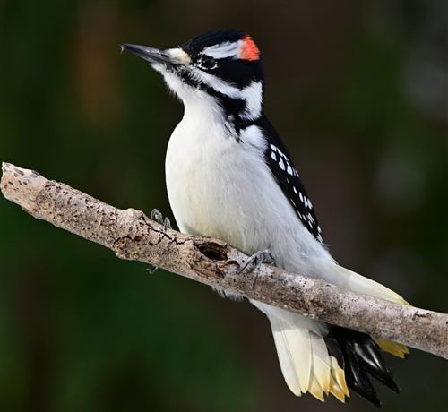 hẹn hò - Phát-Nam -Tuổi:42 - Ly dị-Hà Nội-Tìm bạn tâm sự