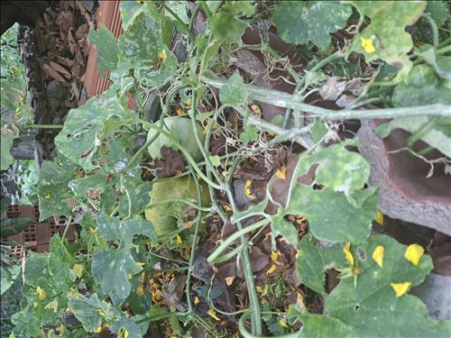 hẹn hò - LongTran-Nam -Tuổi:42 - Độc thân-TP Hồ Chí Minh-Người yêu lâu dài