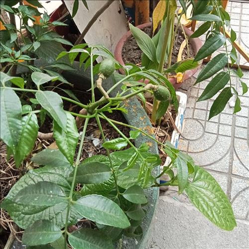 hẹn hò - Mai Ngọc Loan-Lady -Age:40 - Married-TP Hồ Chí Minh-Friend - Best dating website, dating with vietnamese person, finding girlfriend, boyfriend.