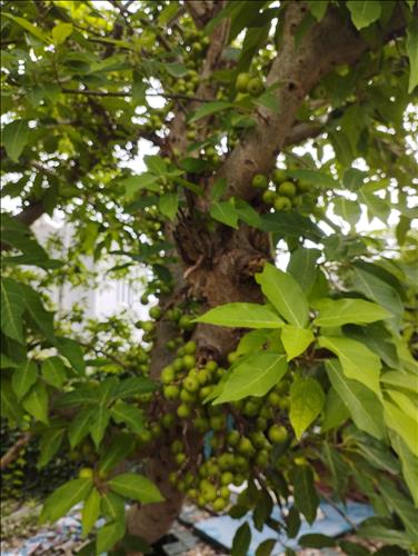 hẹn hò - Minh Nguyễn-Nam -Tuổi:40 - Ly dị-Hà Nội-Tìm bạn bè mới