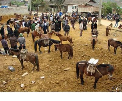 Lộ dao tri mã lực