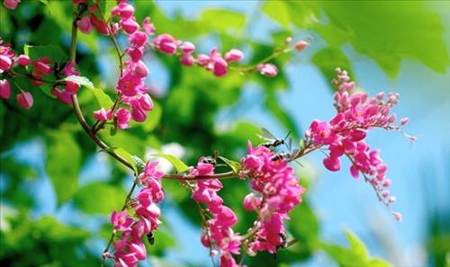 hẹn hò - Hoa biển-Lady -Age:45 - Married-Bà Rịa - Vũng Tàu-Friend - Best dating website, dating with vietnamese person, finding girlfriend, boyfriend.