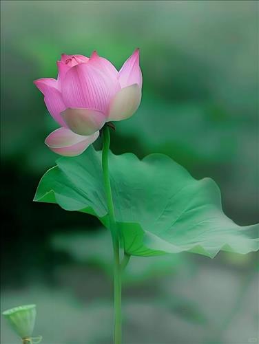 hẹn hò - Việt Khang-Nam -Tuổi:42 - Độc thân-Đồng Nai-Người yêu lâu dài