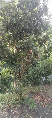 hẹn hò - Văn thịnh -Nam -Tuổi:29 - Độc thân-TP Hồ Chí Minh-Người yêu ngắn hạn