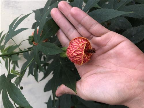 Đen Đá Không Đường