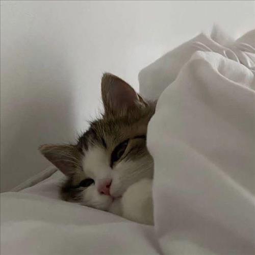 Catdirty