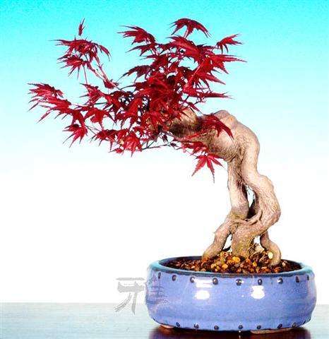 Công Vịnh Trần