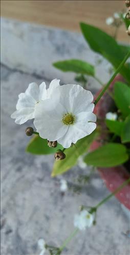 An Nhiên