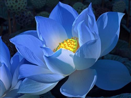 hẹn hò - Nguyễn Bình An-Nam -Tuổi:43 - Độc thân-Đồng Tháp-Người yêu lâu dài