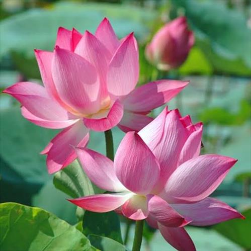 Người Miền Tây