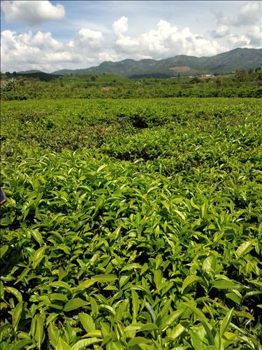 hẹn hò - Nguyen Minh-Gay -Age:35 - Single-TP Hồ Chí Minh-Confidential Friend - Best dating website, dating with vietnamese person, finding girlfriend, boyfriend.