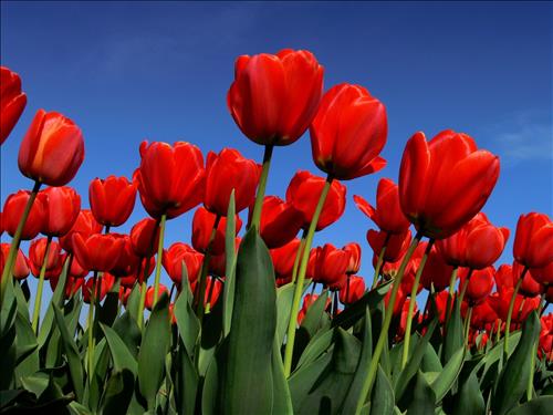 hẹn hò - Peter Lee-Gay -Tuổi:34 - Ly dị-TP Hồ Chí Minh-Tìm bạn bè mới